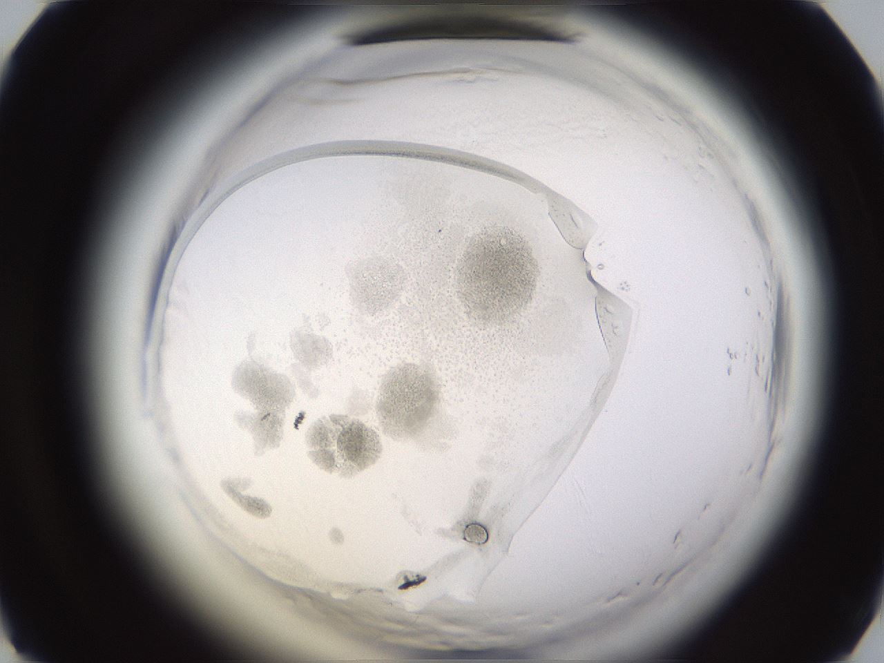 folderID594_plateID2594_batchID13187_wellNum37_profileID1_d1_r205462_ef.jpg