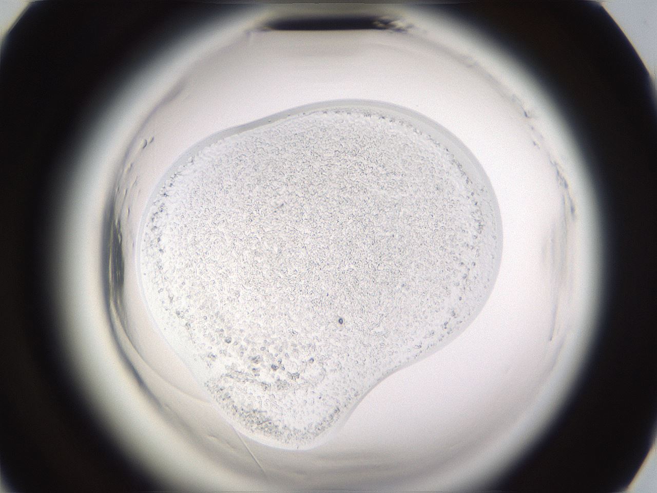 folderID594_plateID2594_batchID13187_wellNum77_profileID1_d2_r205583_ef.jpg