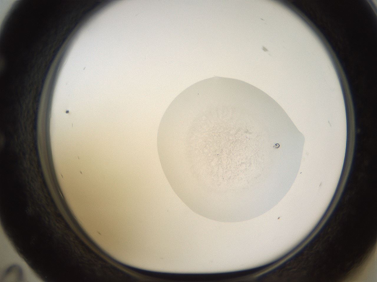 folderID595_plateID1595_batchID6723_wellNum59_profileID1_d1_r105128_ef.jpg