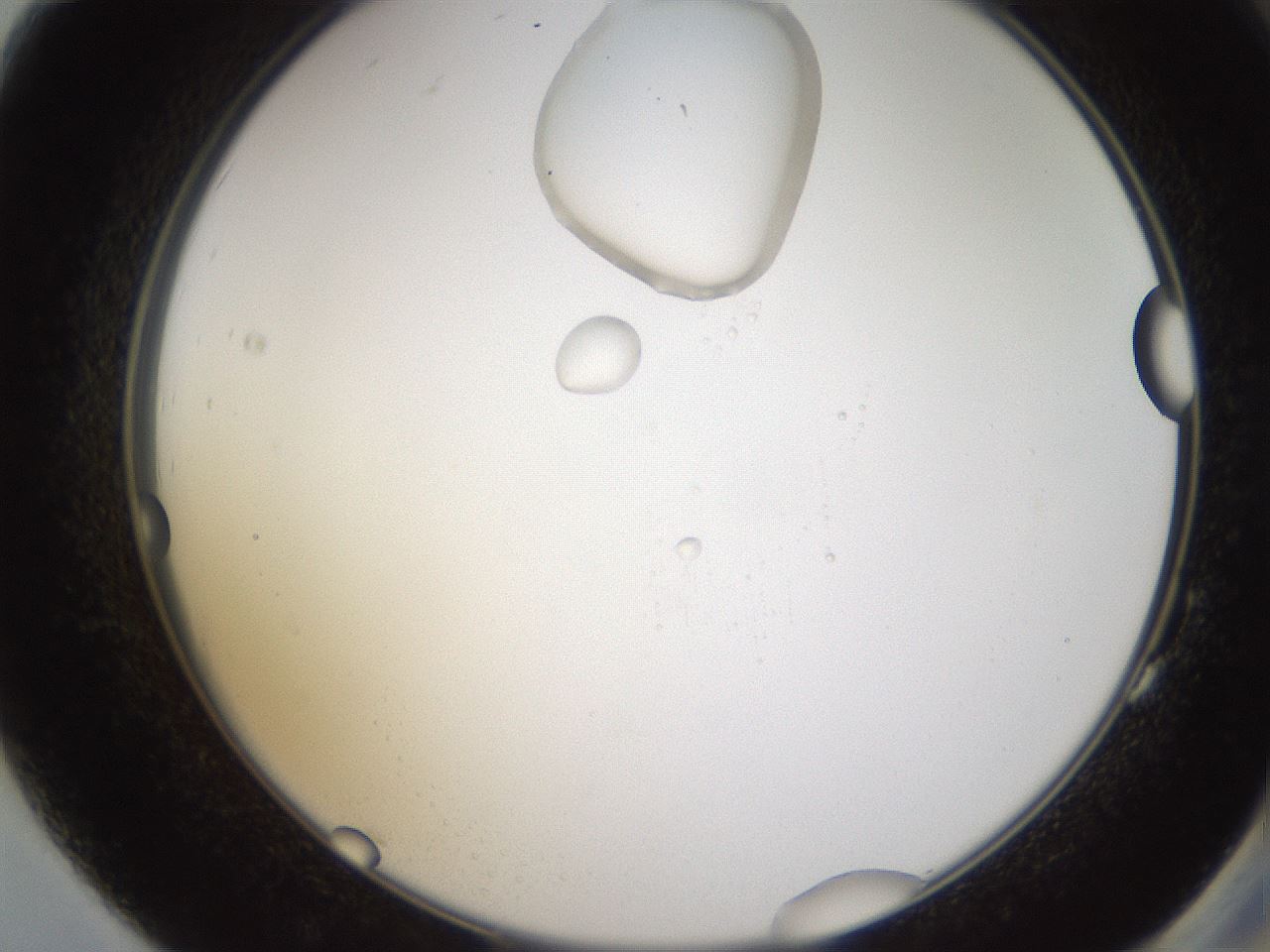 folderID595_plateID1595_batchID6723_wellNum83_profileID1_d2_r105177_ef.jpg