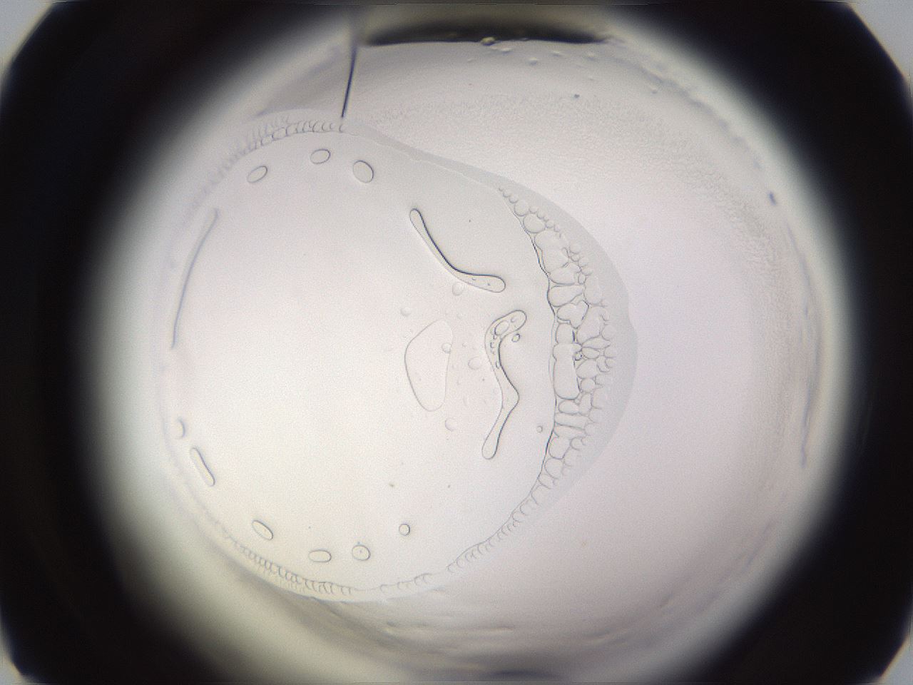 folderID595_plateID2595_batchID13189_wellNum38_profileID1_d1_r206329_ef.jpg