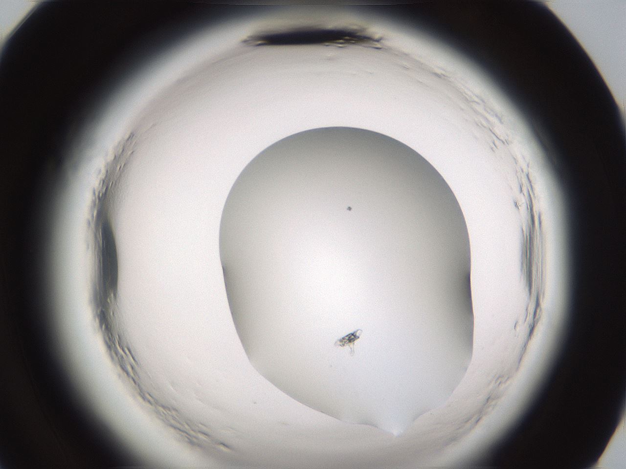 folderID595_plateID2595_batchID13189_wellNum96_profileID1_d2_r206504_ef.jpg
