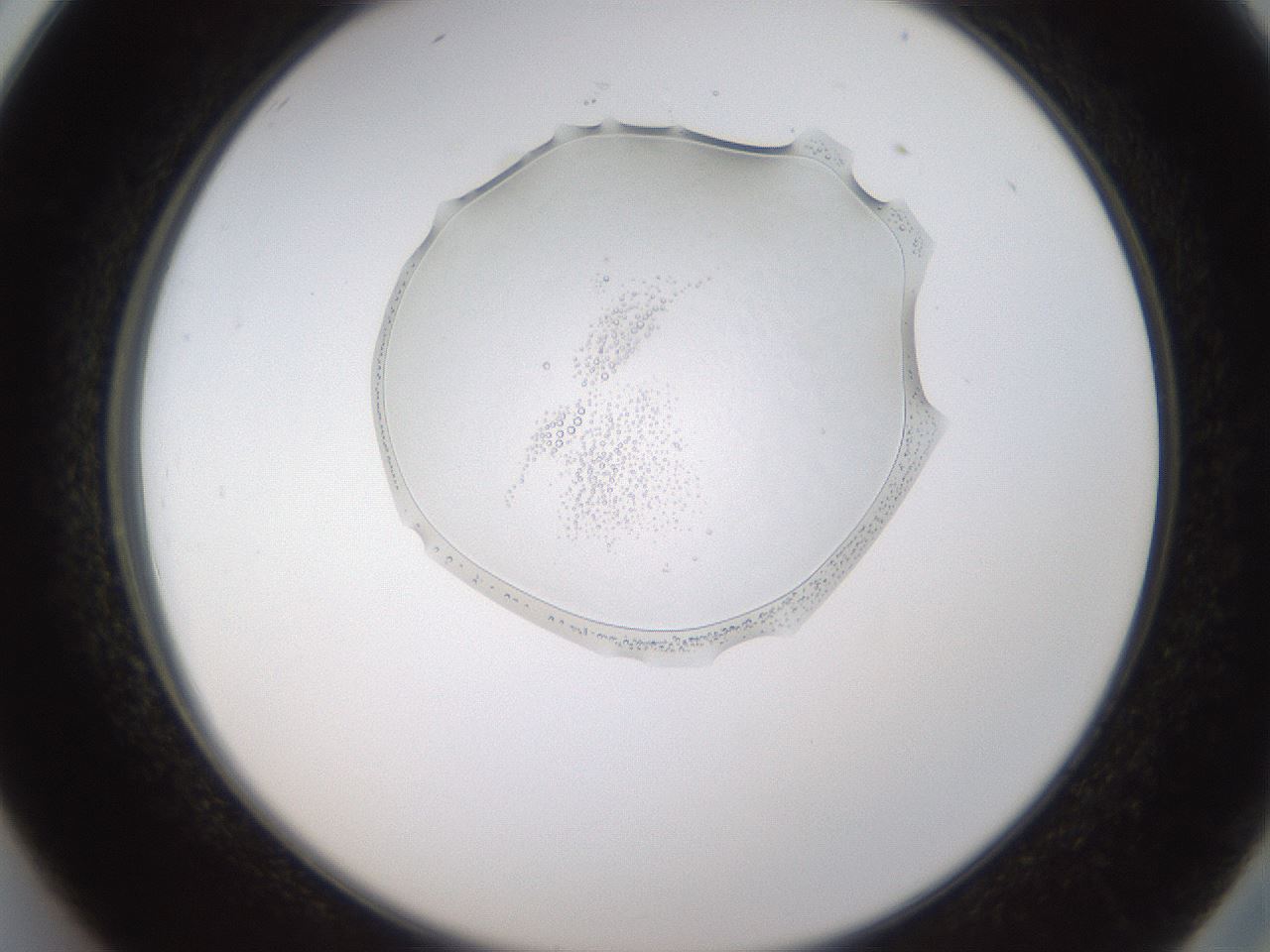 folderID596_plateID1596_batchID6729_wellNum26_profileID1_d2_r106215_ef.jpg