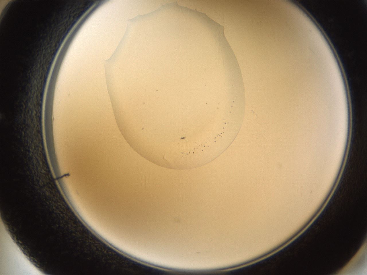 folderID596_plateID1596_batchID6729_wellNum60_profileID1_d2_r106283_ef.jpg