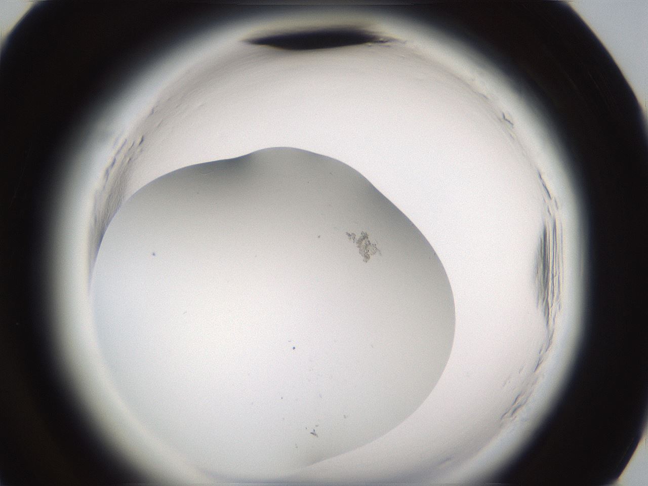 folderID596_plateID2596_batchID13191_wellNum94_profileID1_d3_r207075_ef.jpg