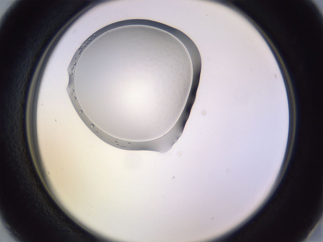 folderID603_plateID1603_batchID6730_wellNum16_profileID1_d2_r106387_ef.jpg