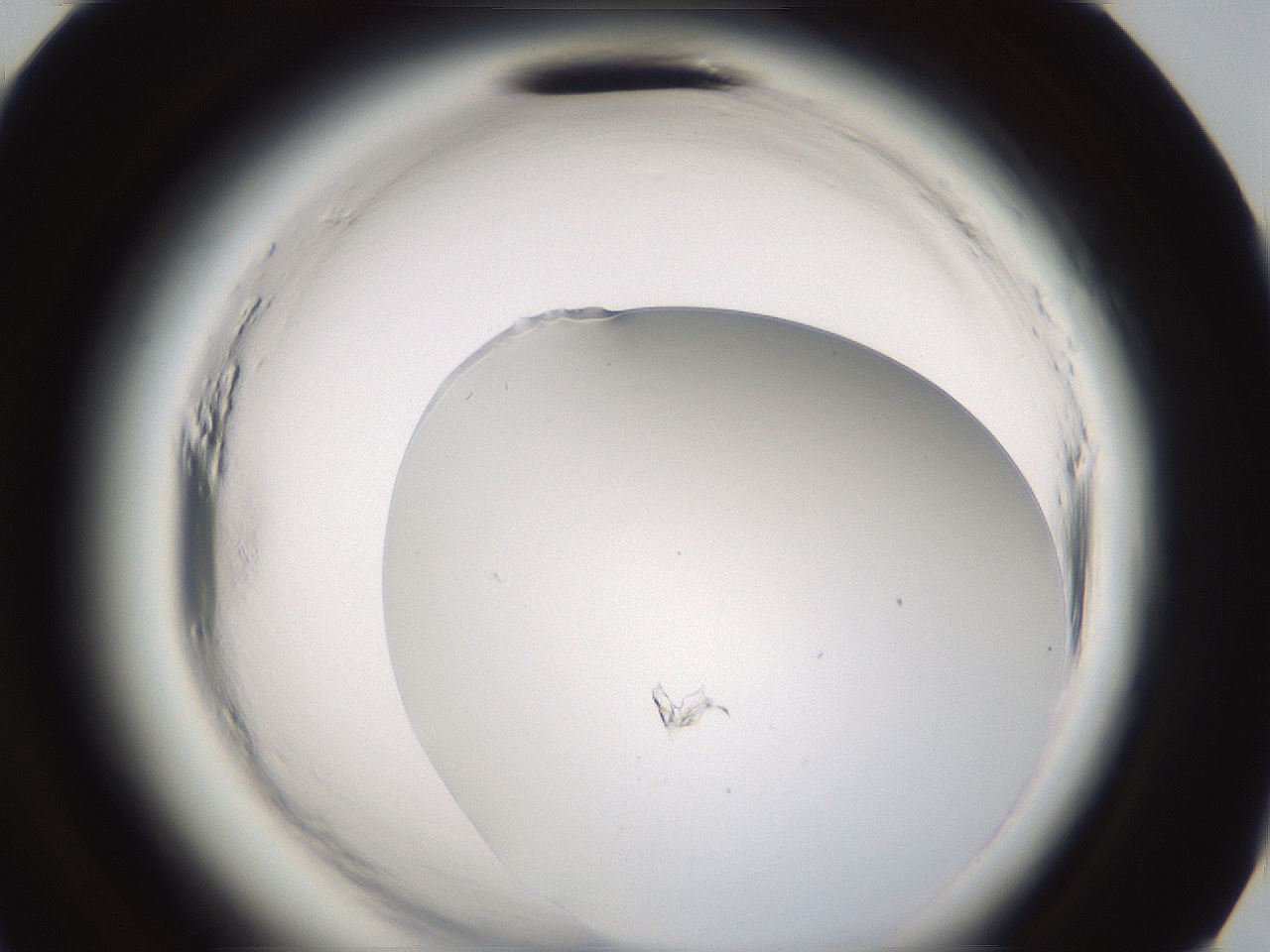 folderID596_plateID2596_batchID13191_wellNum95_profileID1_d3_r207078_ef.jpg