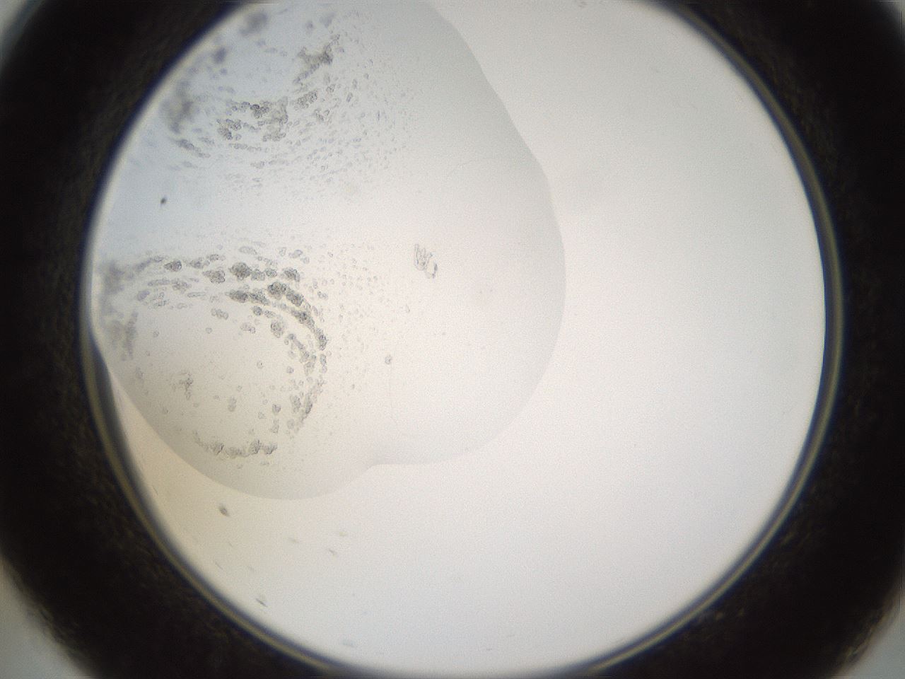 folderID597_plateID1597_batchID6720_wellNum9_profileID1_d2_r104453_ef.jpg