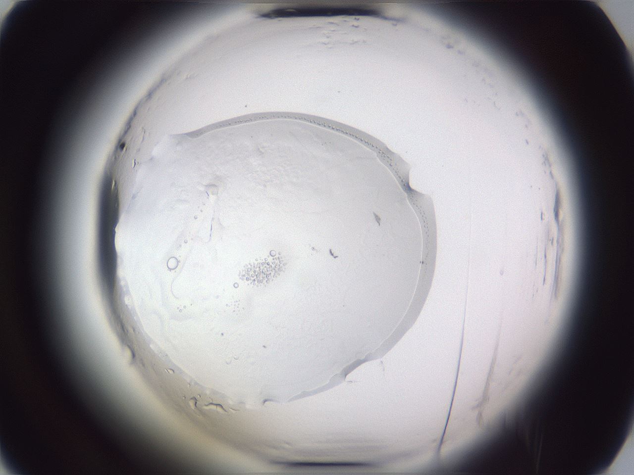 folderID598_plateID2598_batchID13155_wellNum25_profileID1_d2_r197362_ef.jpg