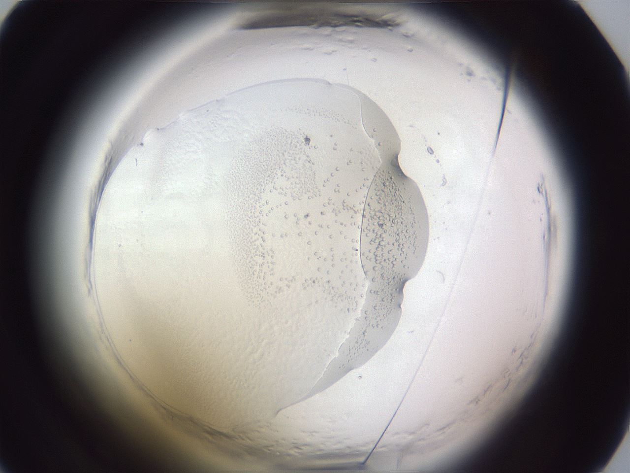 folderID598_plateID2598_batchID13155_wellNum28_profileID1_d1_r197370_ef.jpg