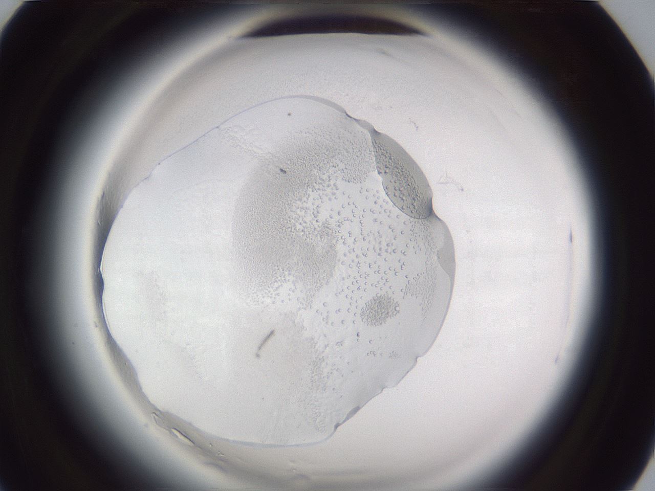 folderID598_plateID2598_batchID13155_wellNum32_profileID1_d1_r197382_ef.jpg