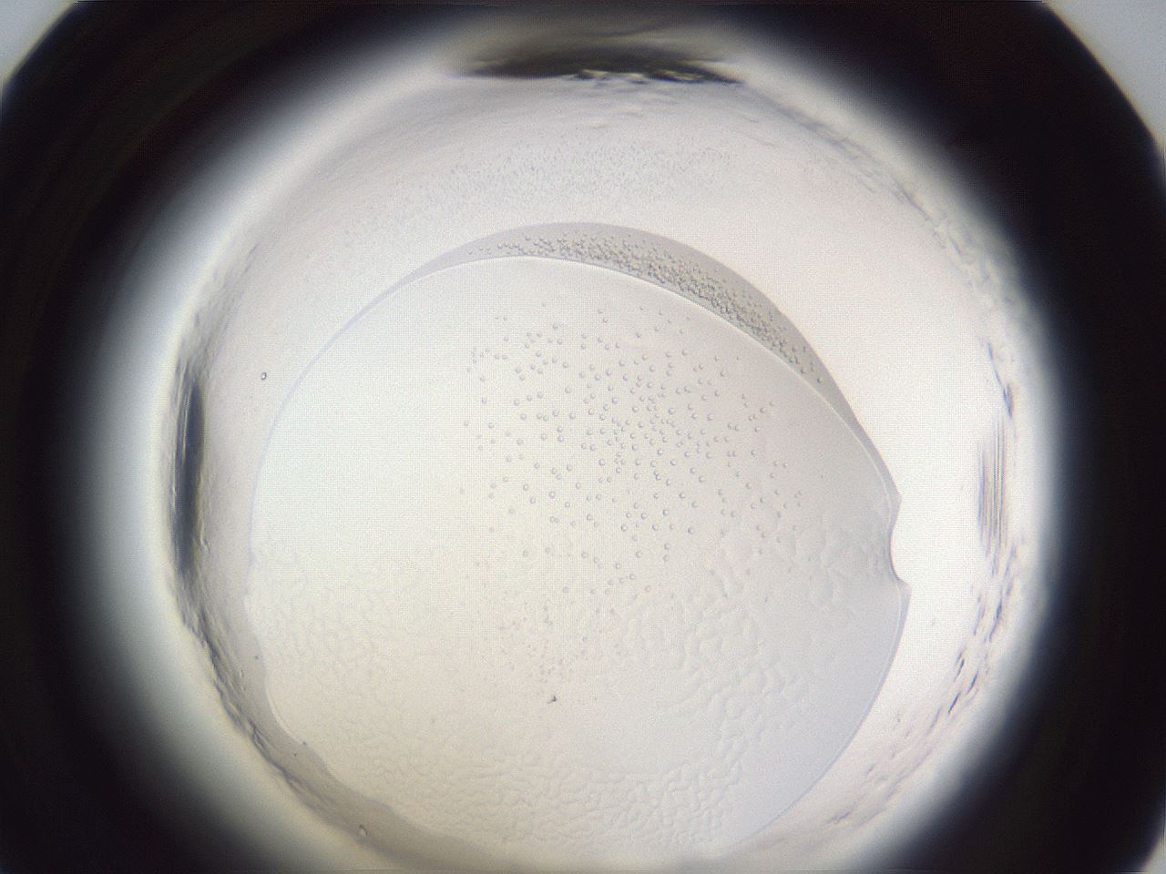 folderID598_plateID2598_batchID13155_wellNum47_profileID1_d1_r197427_ef.jpg
