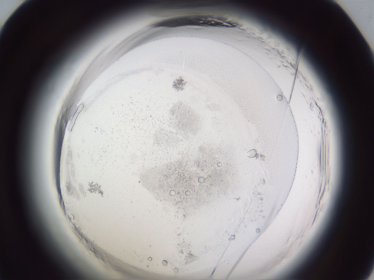 folderID598_plateID2598_batchID13155_wellNum48_profileID1_d1_r197430_ef.jpg