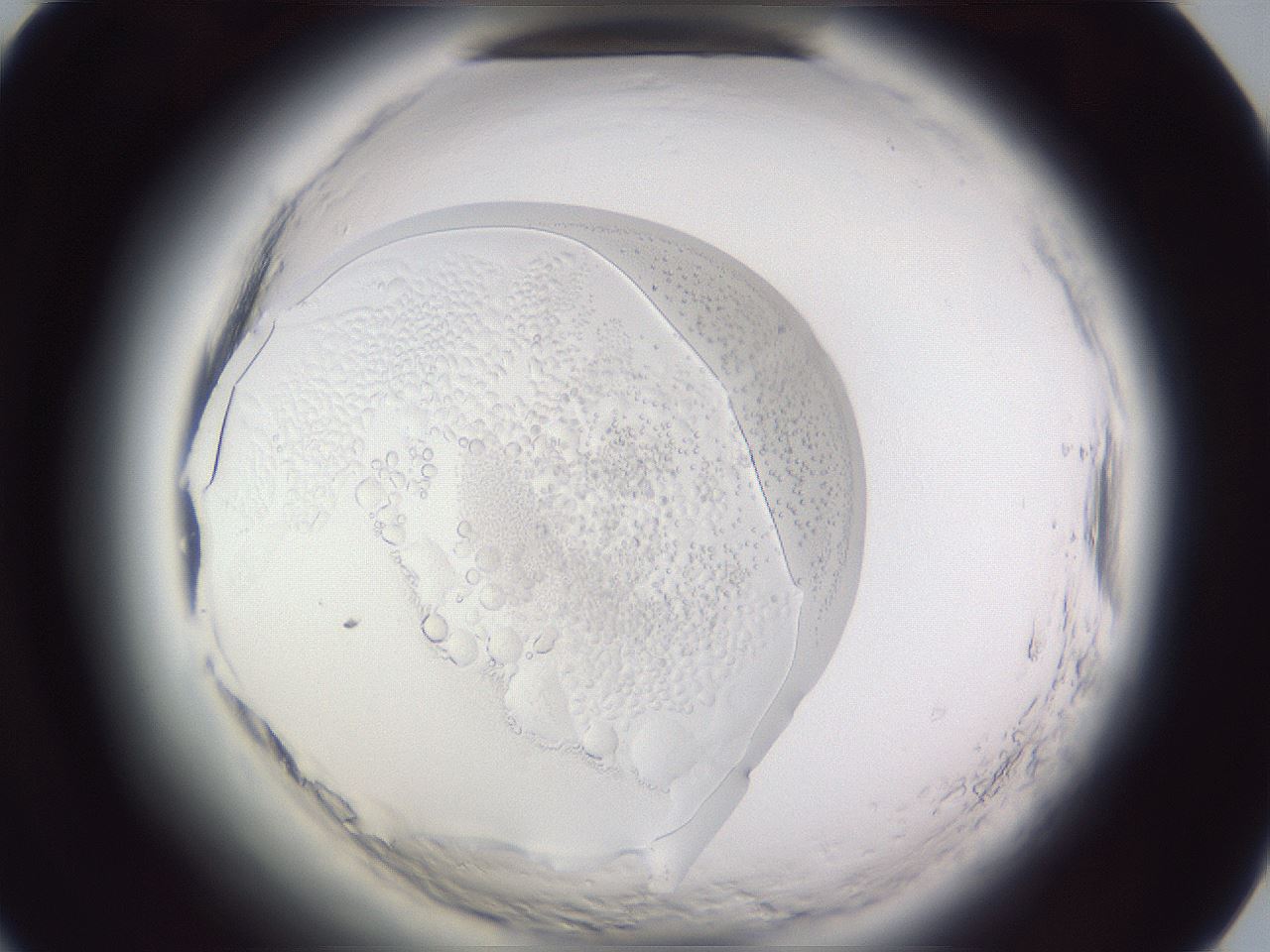 folderID598_plateID2598_batchID13155_wellNum49_profileID1_d1_r197433_ef.jpg