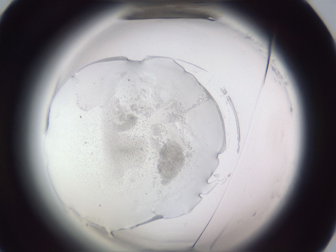 folderID598_plateID2598_batchID13155_wellNum53_profileID1_d1_r197445_ef.jpg