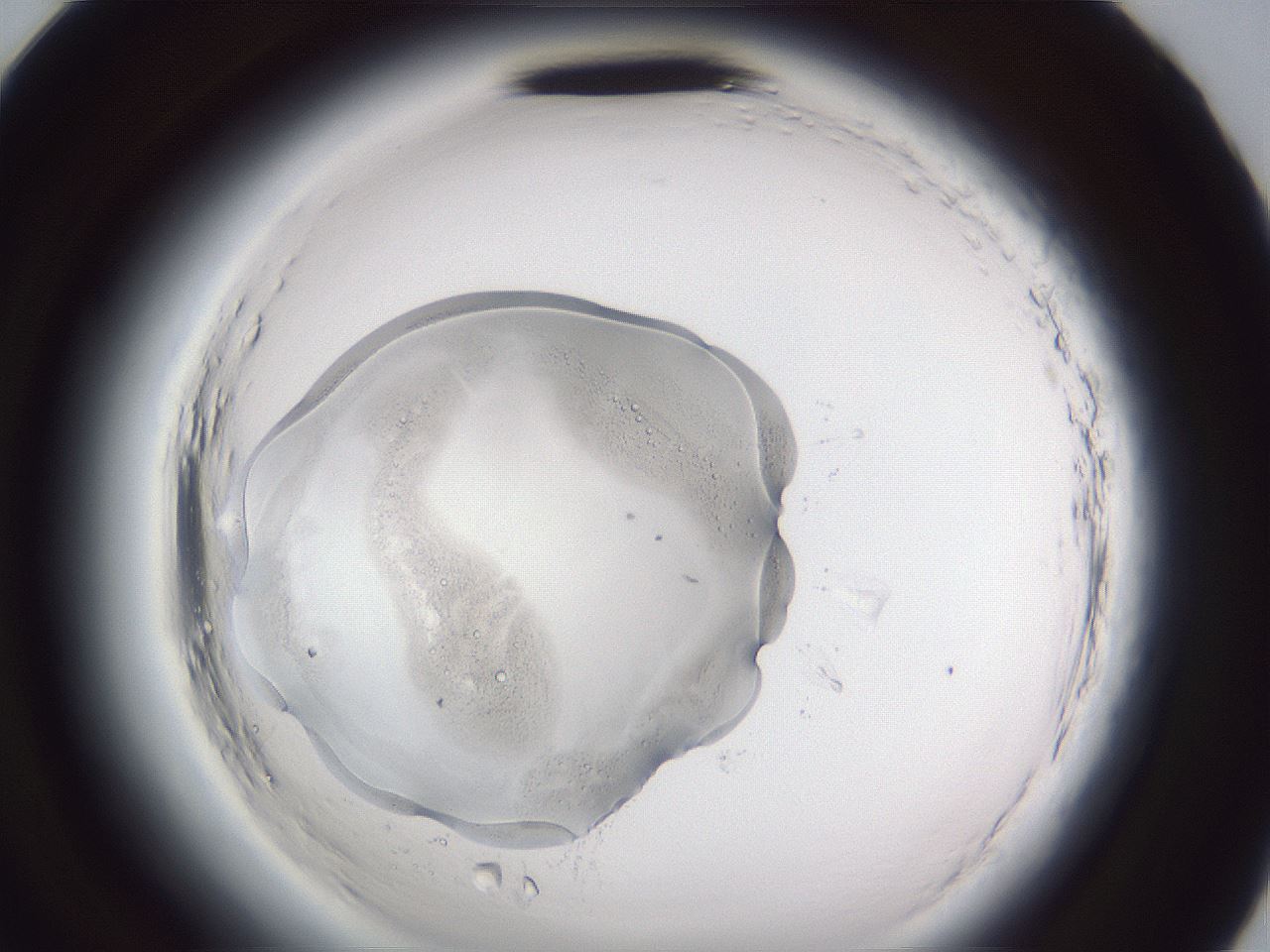folderID598_plateID2598_batchID13155_wellNum95_profileID1_d2_r197572_ef.jpg