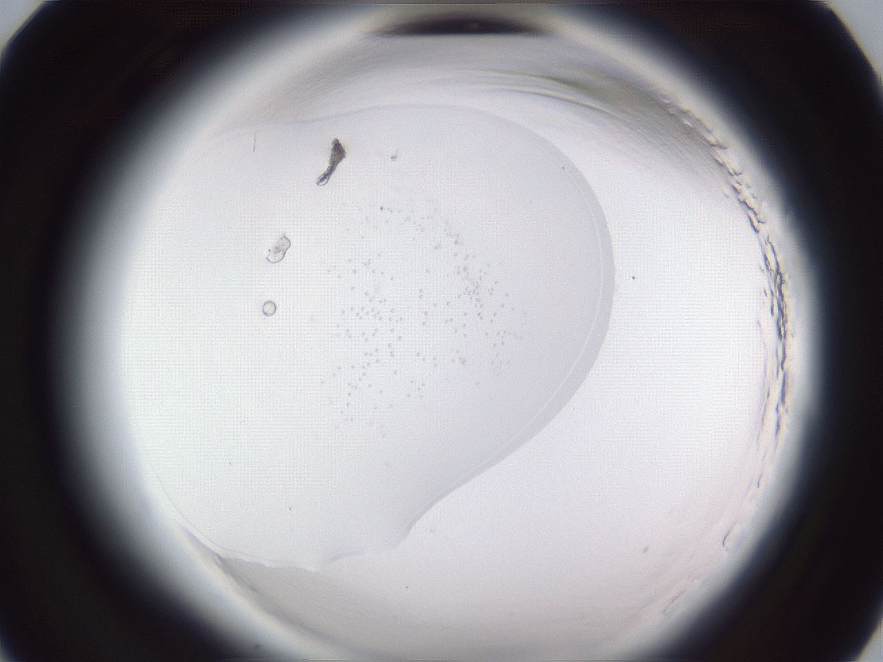 folderID598_plateID2598_batchID13155_wellNum9_profileID1_d1_r197313_ef.jpg