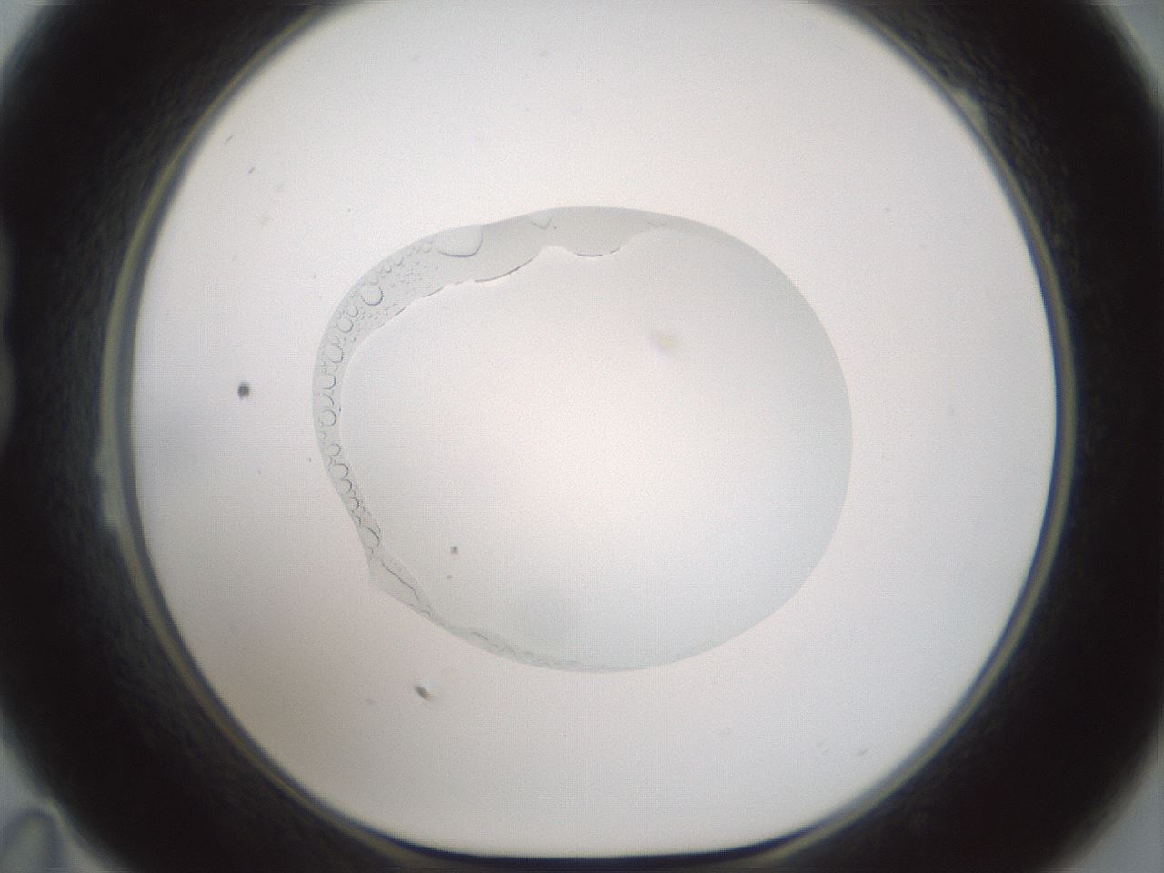 folderID599_plateID1599_batchID6728_wellNum23_profileID1_d1_r106016_ef.jpg