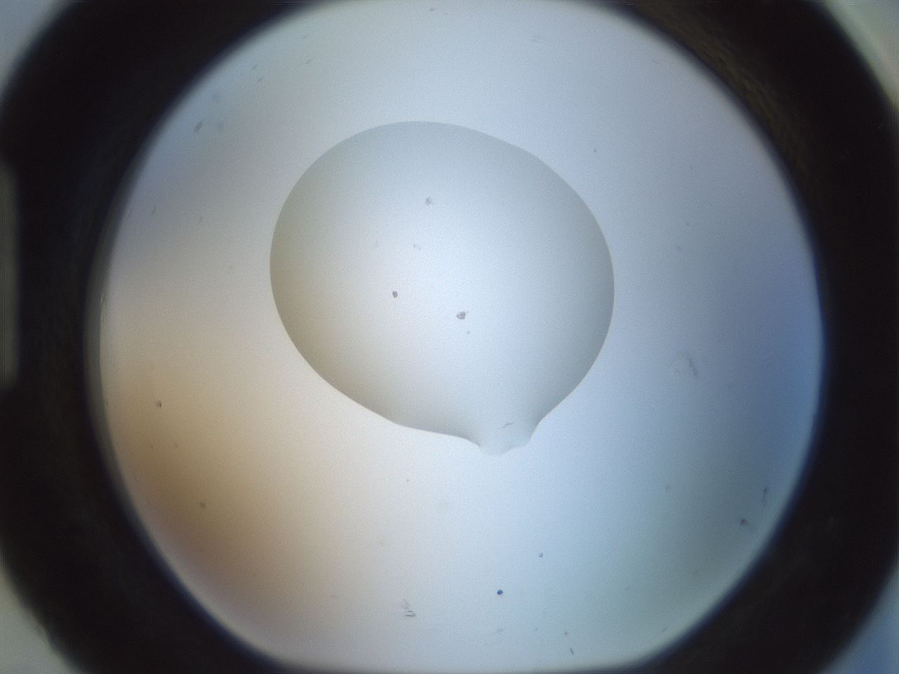 folderID599_plateID1599_batchID6728_wellNum92_profileID1_d1_r106154_ef.jpg