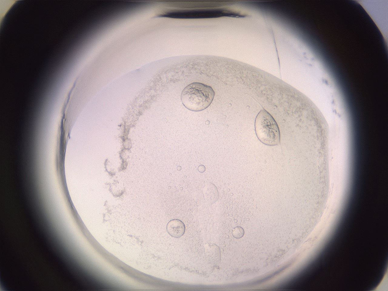 folderID599_plateID2599_batchID13157_wellNum41_profileID1_d3_r198275_ef.jpg