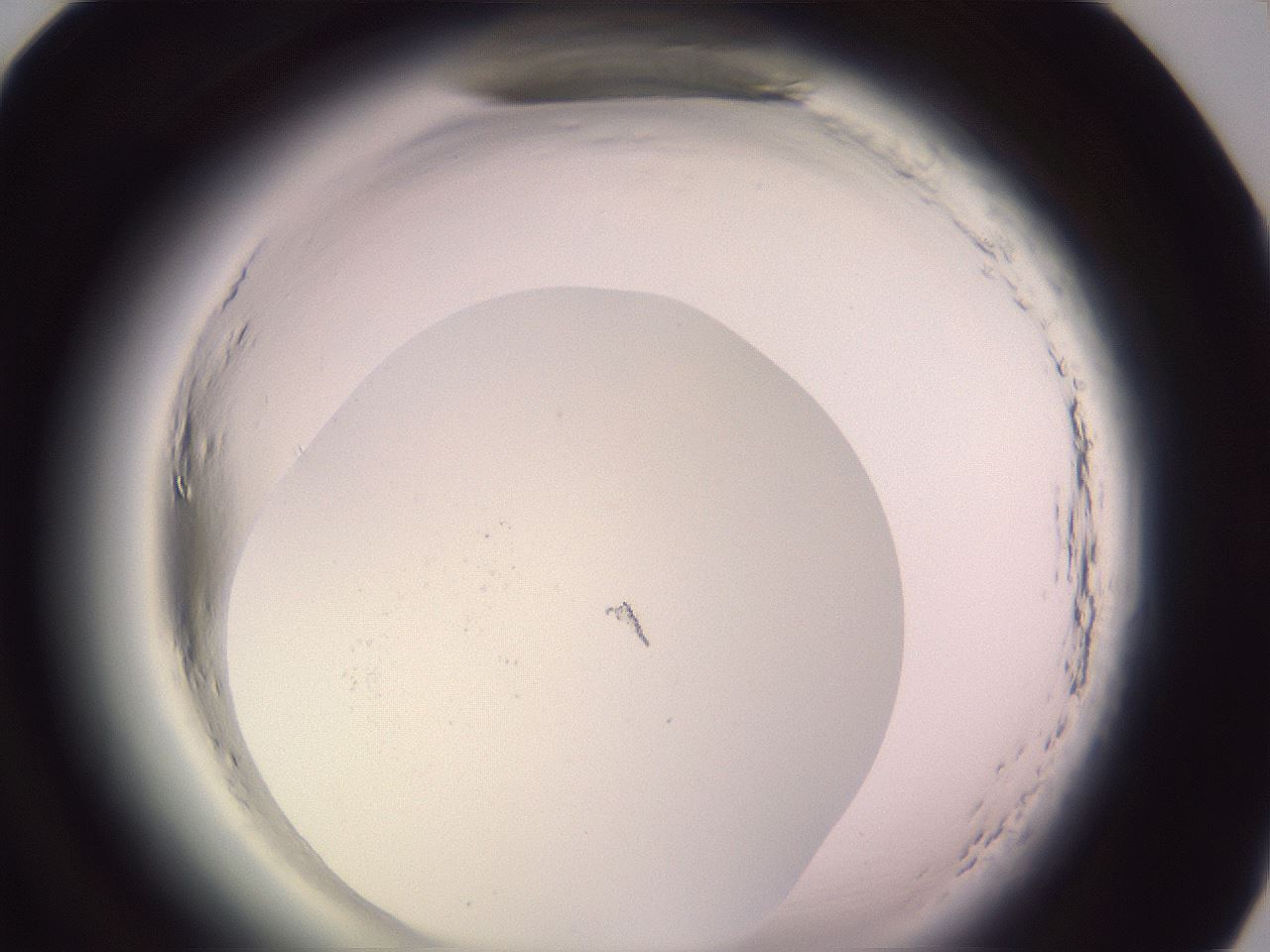 folderID599_plateID2599_batchID13157_wellNum82_profileID1_d1_r198396_ef.jpg