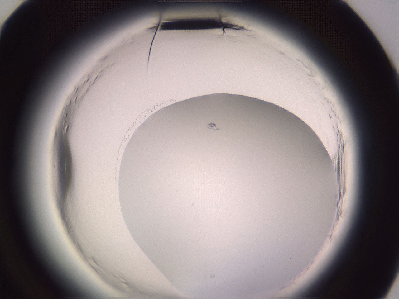 folderID599_plateID2599_batchID13157_wellNum84_profileID1_d3_r198404_ef.jpg