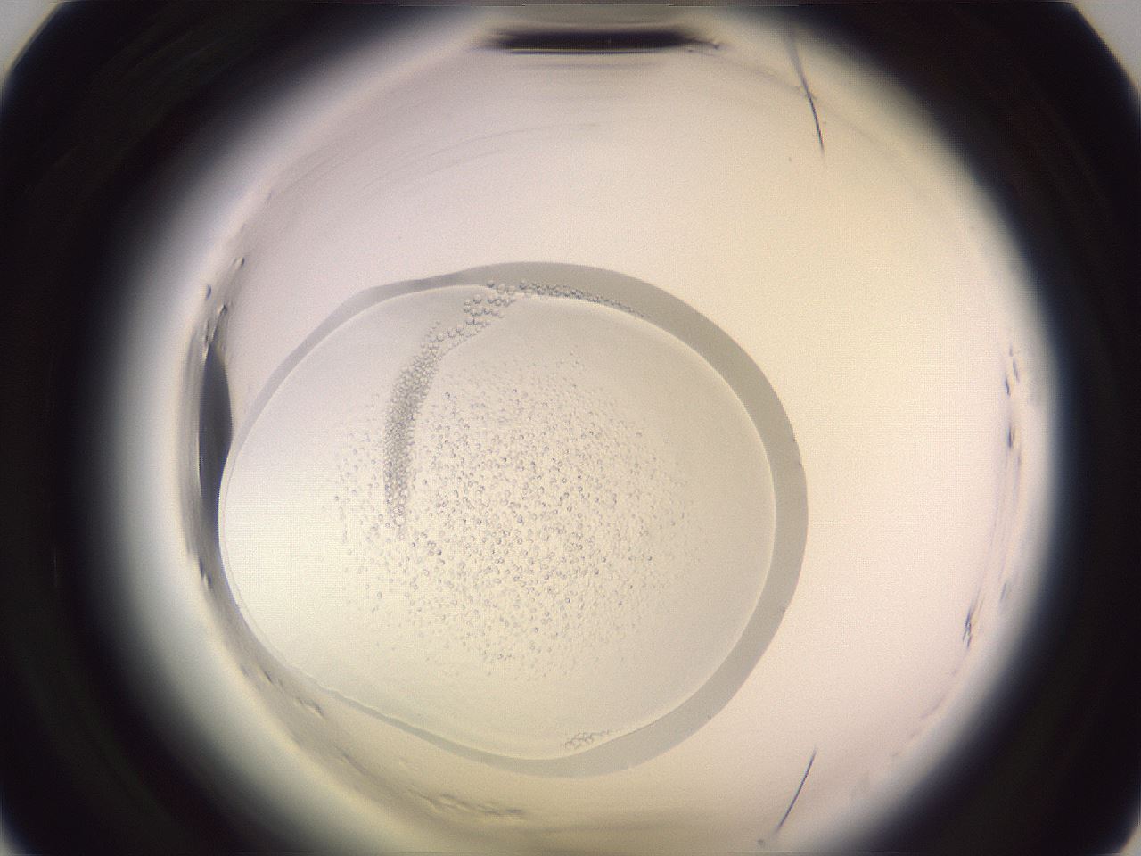 folderID599_plateID2599_batchID13157_wellNum8_profileID1_d2_r198175_ef.jpg