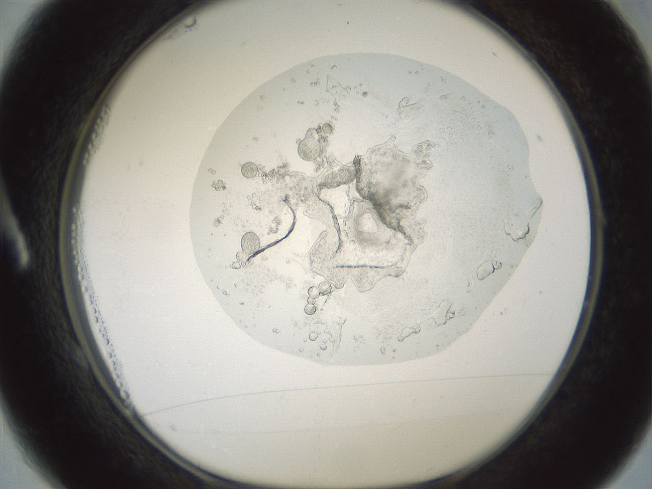 folderID600_plateID1600_batchID6725_wellNum1_profileID1_d1_r105396_ef.jpg