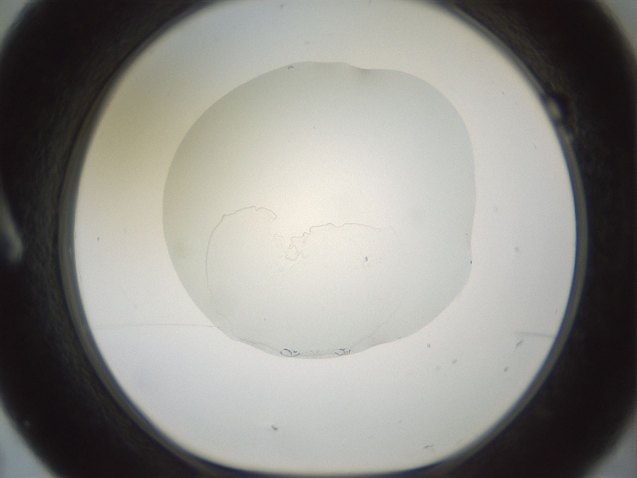 folderID600_plateID1600_batchID6725_wellNum7_profileID1_d1_r105408_ef.jpg