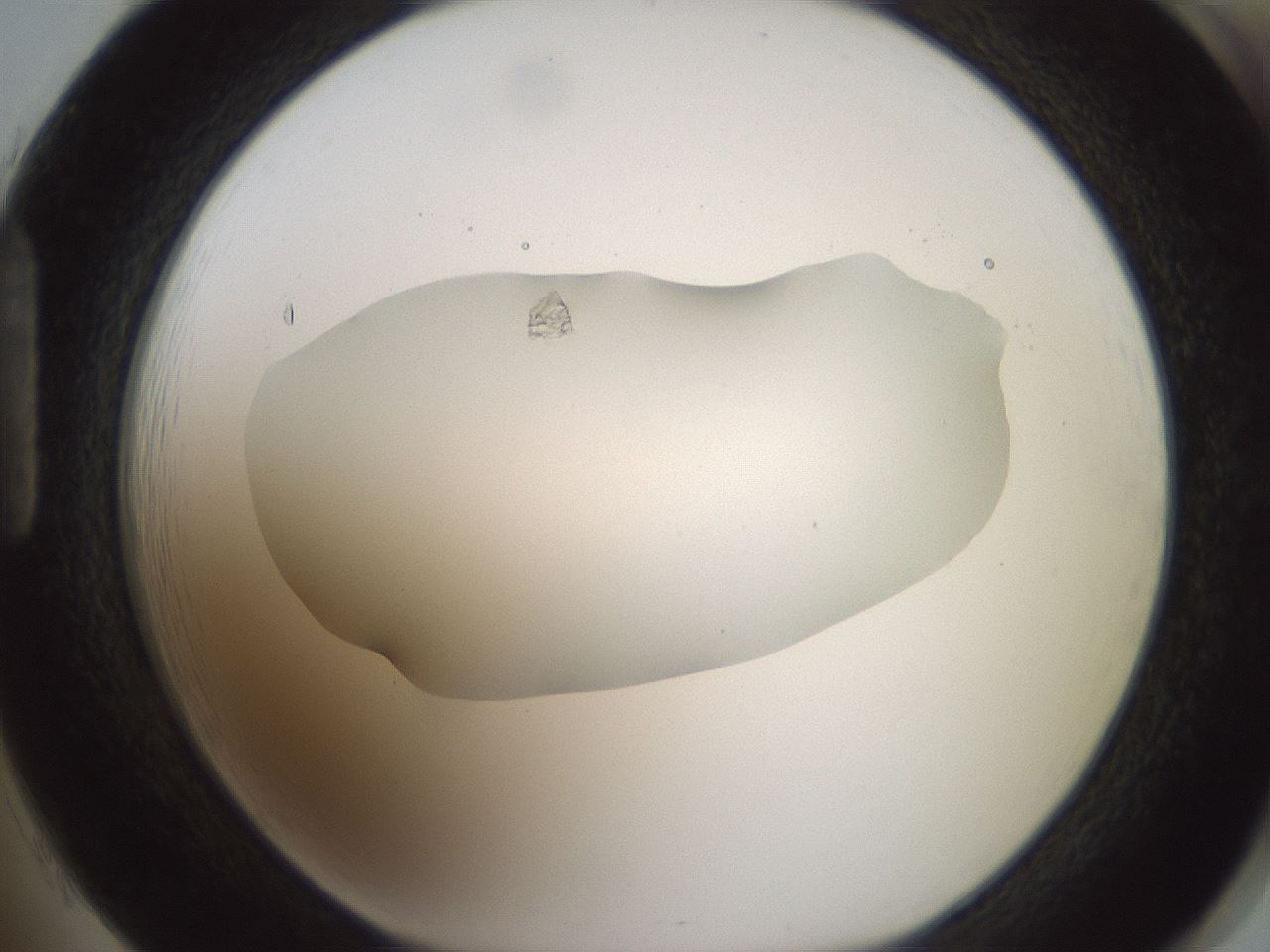 folderID600_plateID1600_batchID6725_wellNum85_profileID1_d1_r105564_ef.jpg