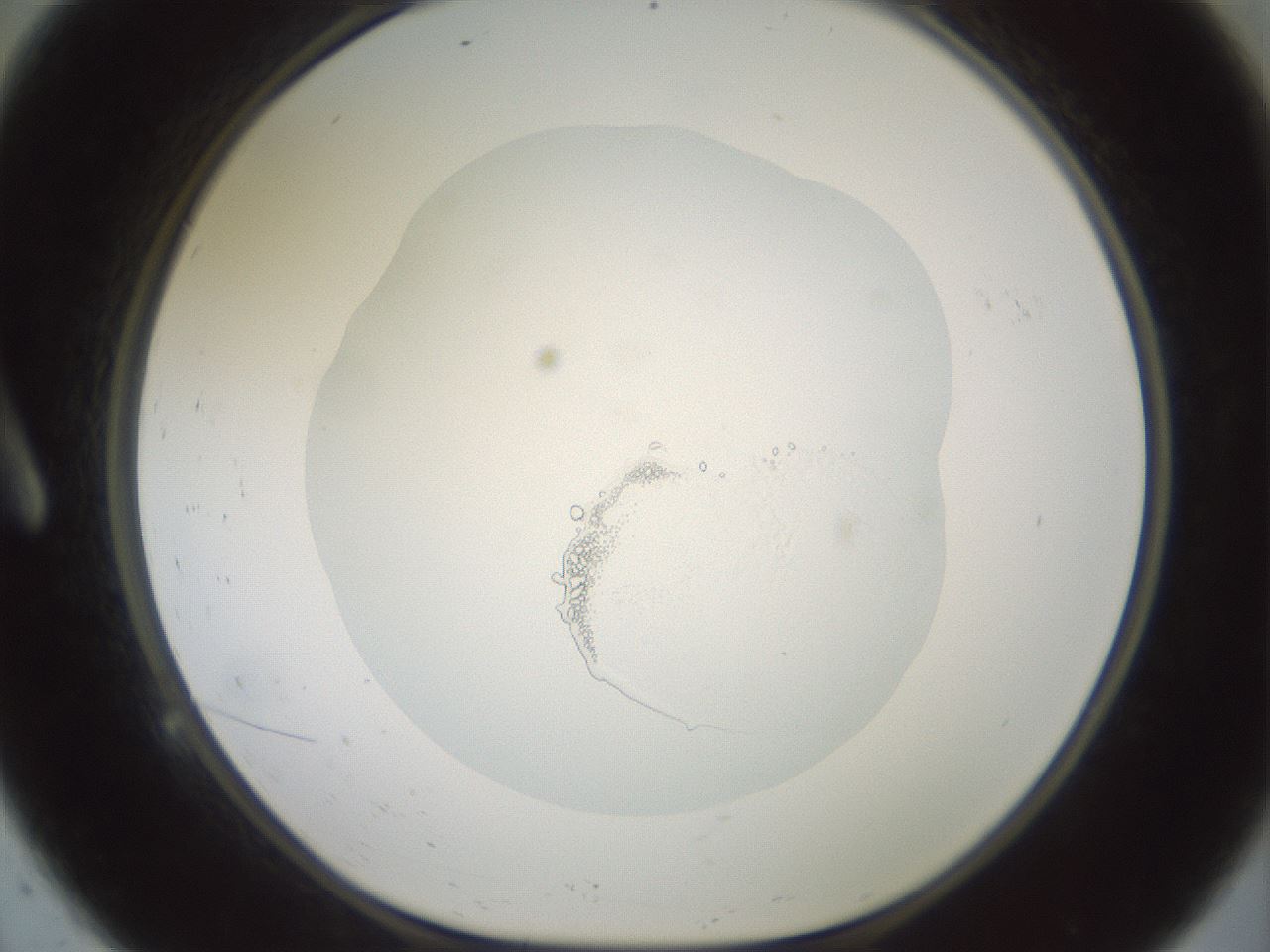 folderID600_plateID1600_batchID6725_wellNum9_profileID1_d1_r105412_ef.jpg
