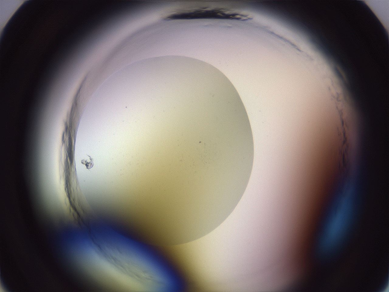 folderID600_plateID2600_batchID13161_wellNum10_profileID1_d1_r198756_ef.jpg