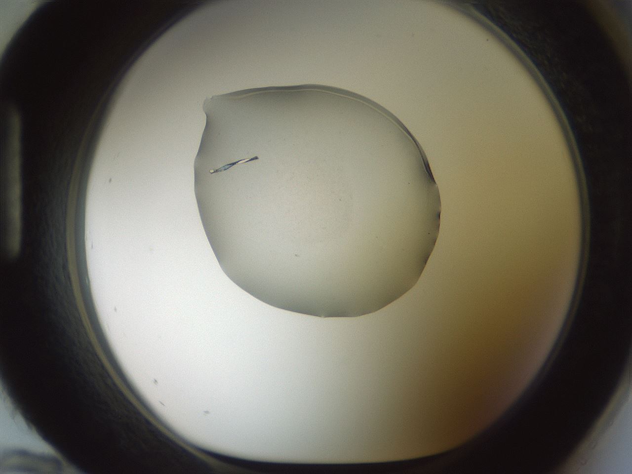 folderID600_plateID1600_batchID6725_wellNum96_profileID1_d1_r105586_ef.jpg