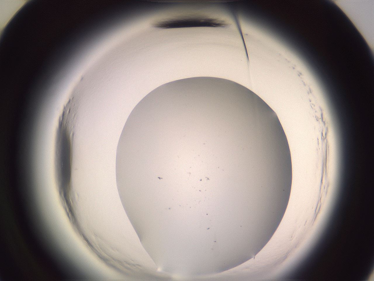 folderID600_plateID2600_batchID13161_wellNum48_profileID1_d3_r198872_ef.jpg