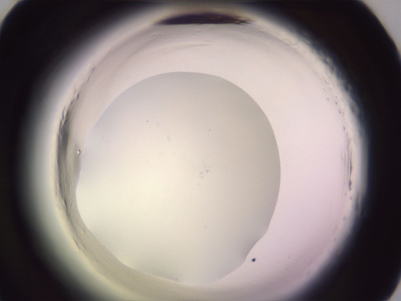 folderID600_plateID2600_batchID13161_wellNum45_profileID1_d1_r198861_ef.jpg