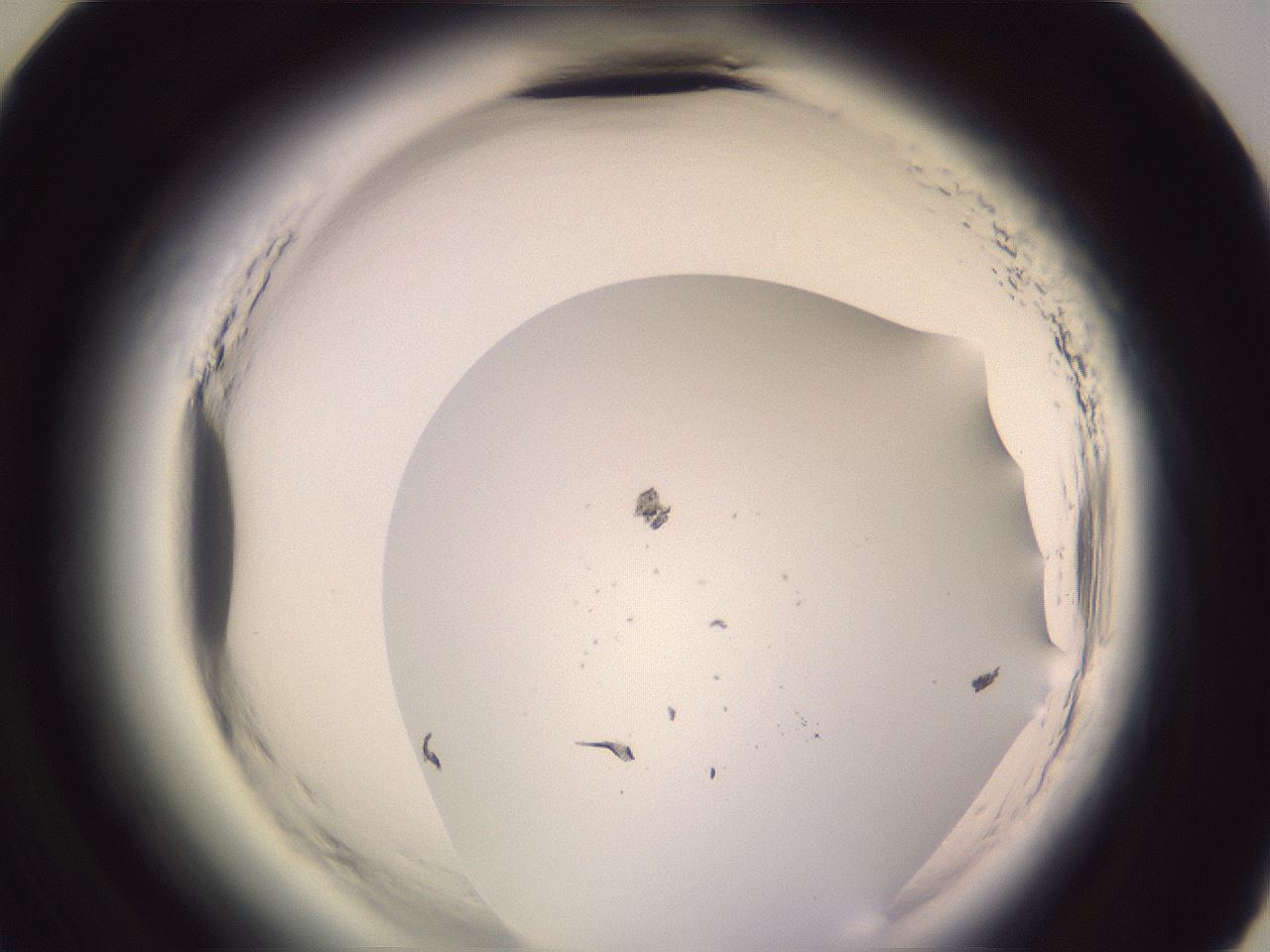 folderID600_plateID2600_batchID13161_wellNum59_profileID1_d3_r198905_ef.jpg