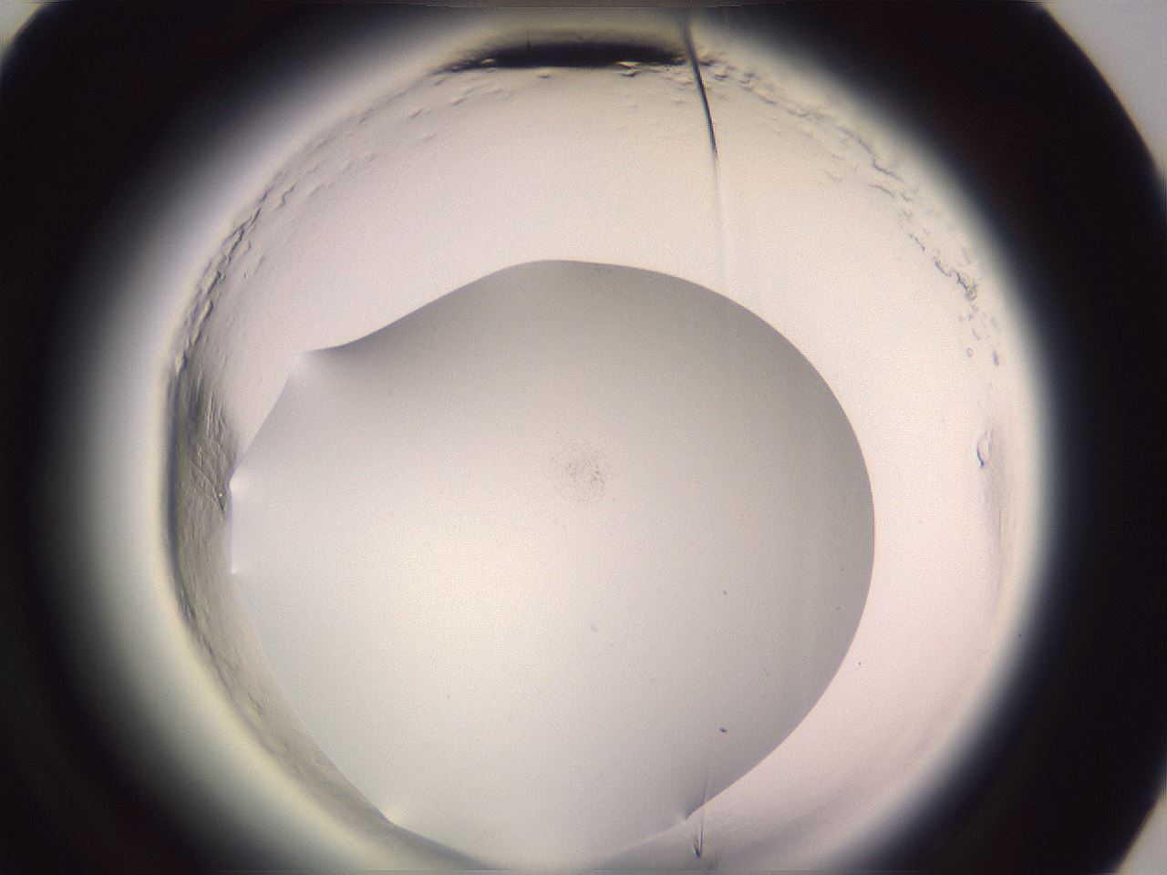 folderID600_plateID2600_batchID13161_wellNum68_profileID1_d3_r198932_ef.jpg