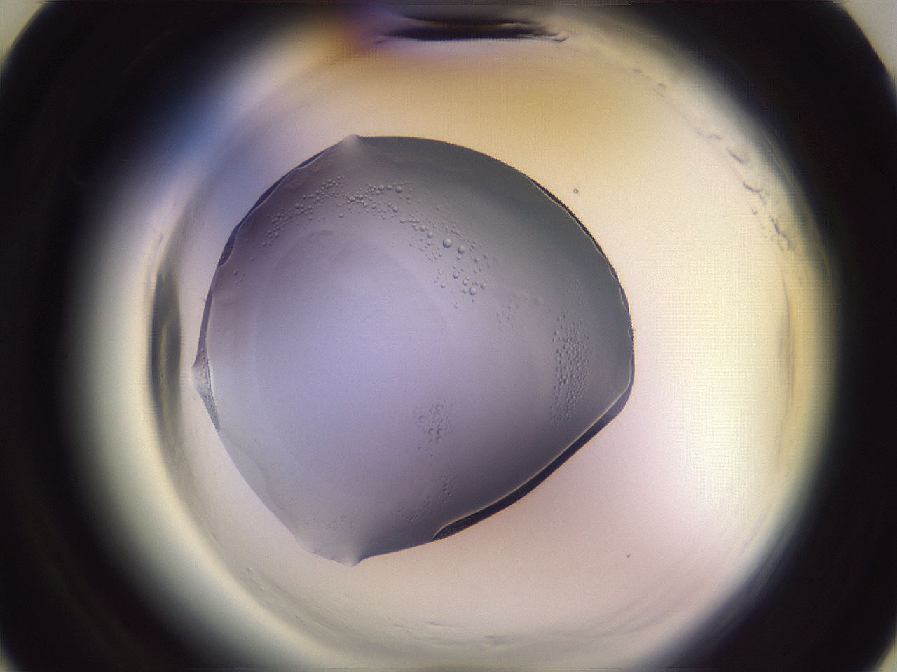 folderID600_plateID2600_batchID13161_wellNum7_profileID1_d3_r198749_ef.jpg