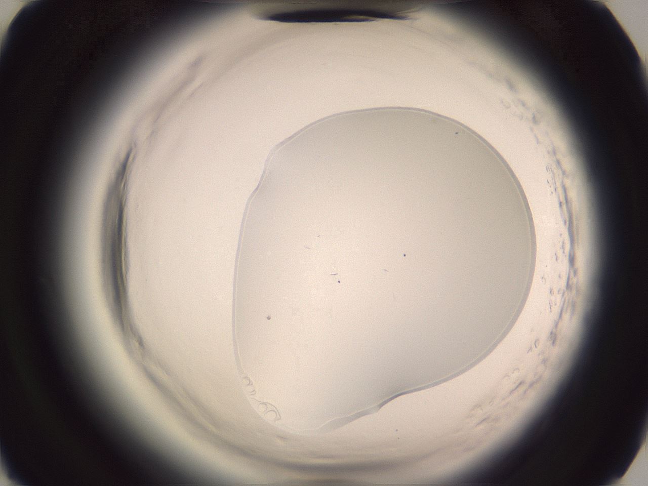 folderID600_plateID2600_batchID13161_wellNum85_profileID1_d2_r198982_ef.jpg