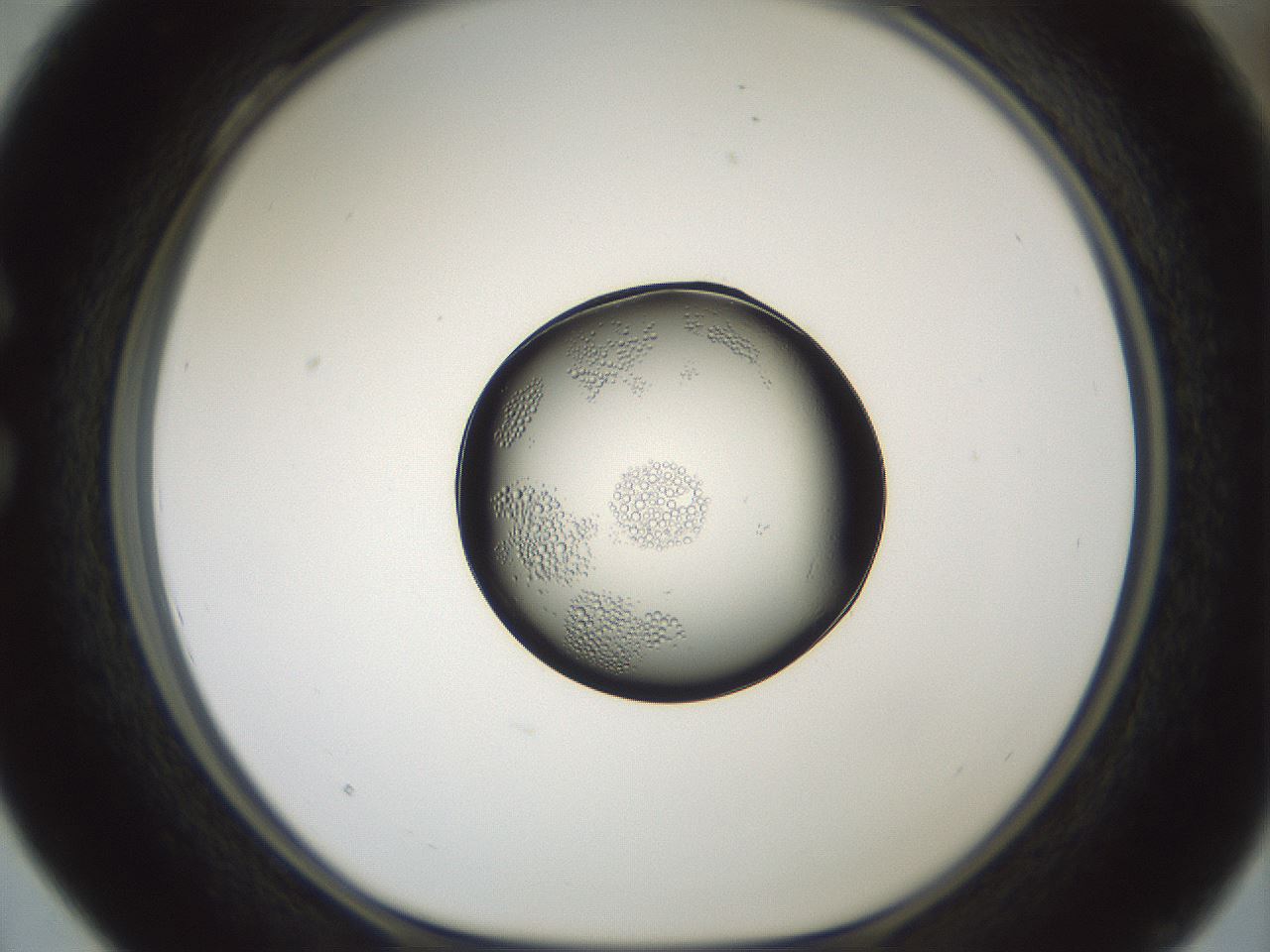 folderID601_plateID1601_batchID6734_wellNum28_profileID1_d1_r107178_ef.jpg