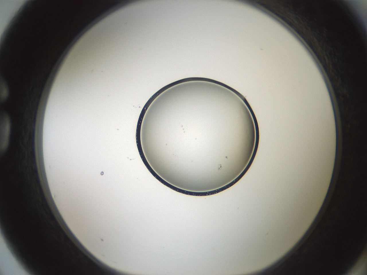 folderID601_plateID1601_batchID6734_wellNum75_profileID1_d1_r107272_ef.jpg