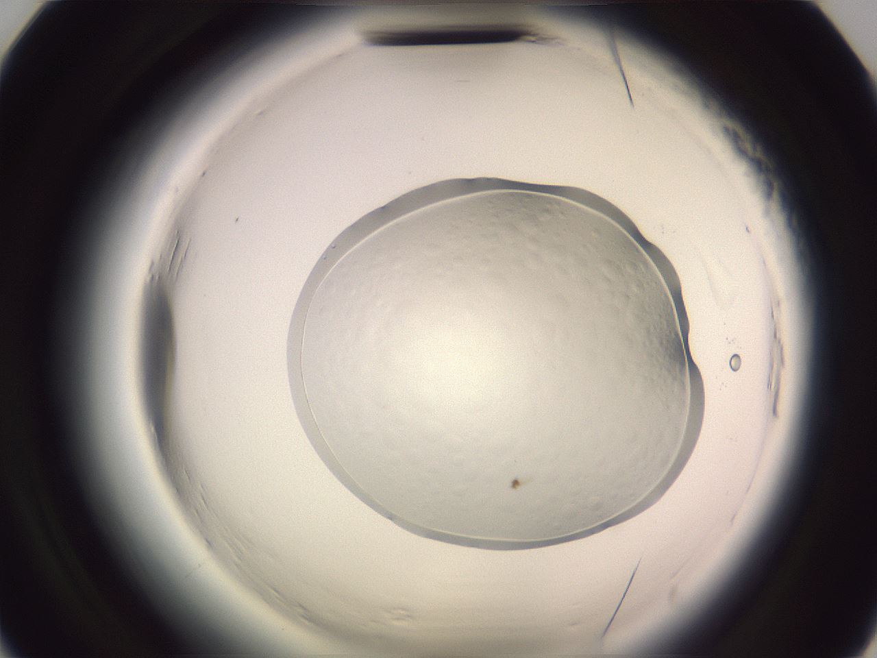 folderID601_plateID2601_batchID13164_wellNum20_profileID1_d2_r199651_ef.jpg