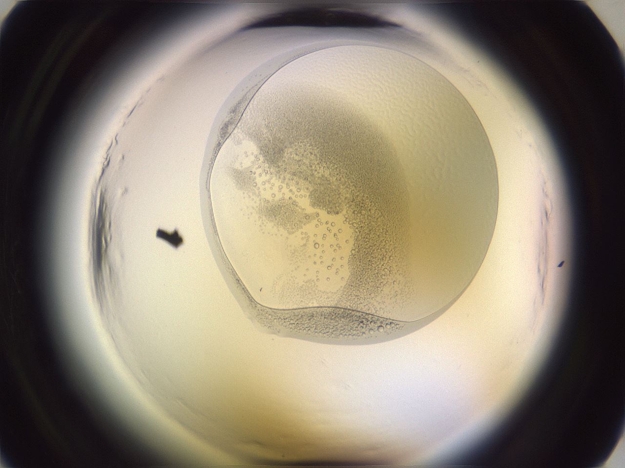 folderID601_plateID2601_batchID13164_wellNum6_profileID1_d1_r199608_ef.jpg