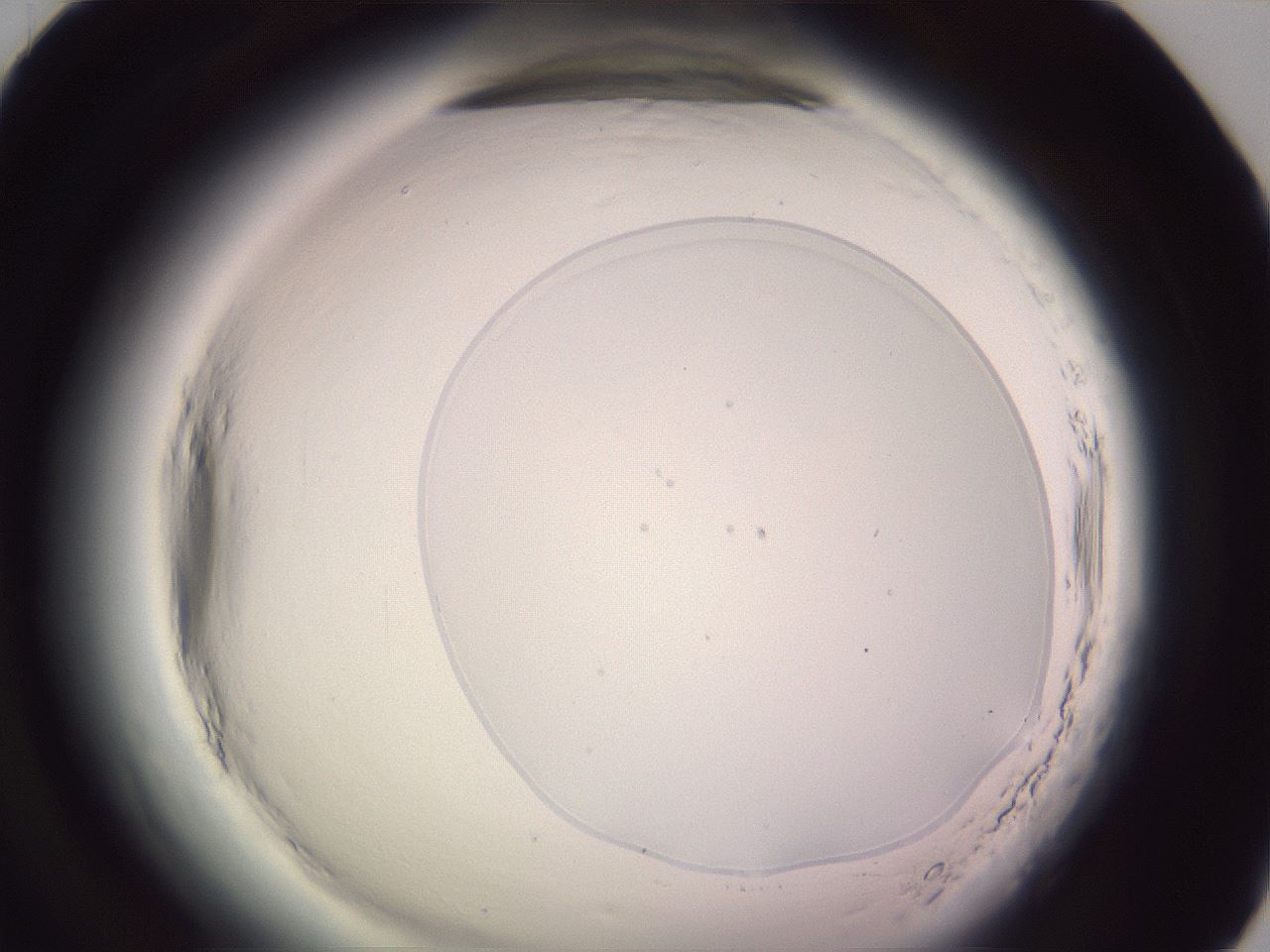 folderID601_plateID2601_batchID13164_wellNum70_profileID1_d1_r199800_ef.jpg