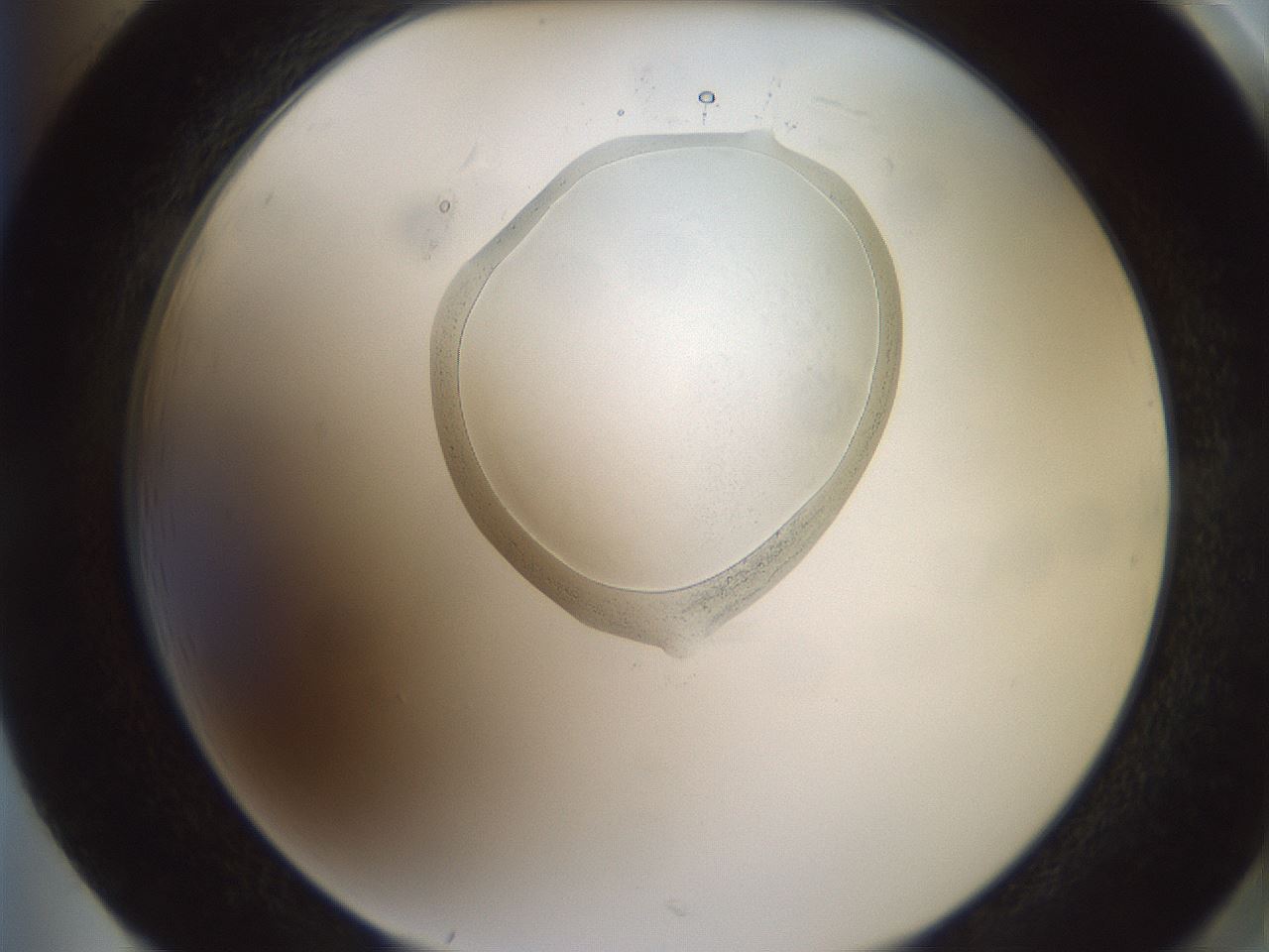 folderID602_plateID1602_batchID6722_wellNum85_profileID1_d2_r104989_ef.jpg