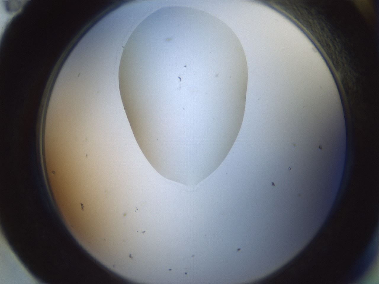folderID602_plateID1602_batchID6722_wellNum95_profileID1_d2_r105009_ef.jpg