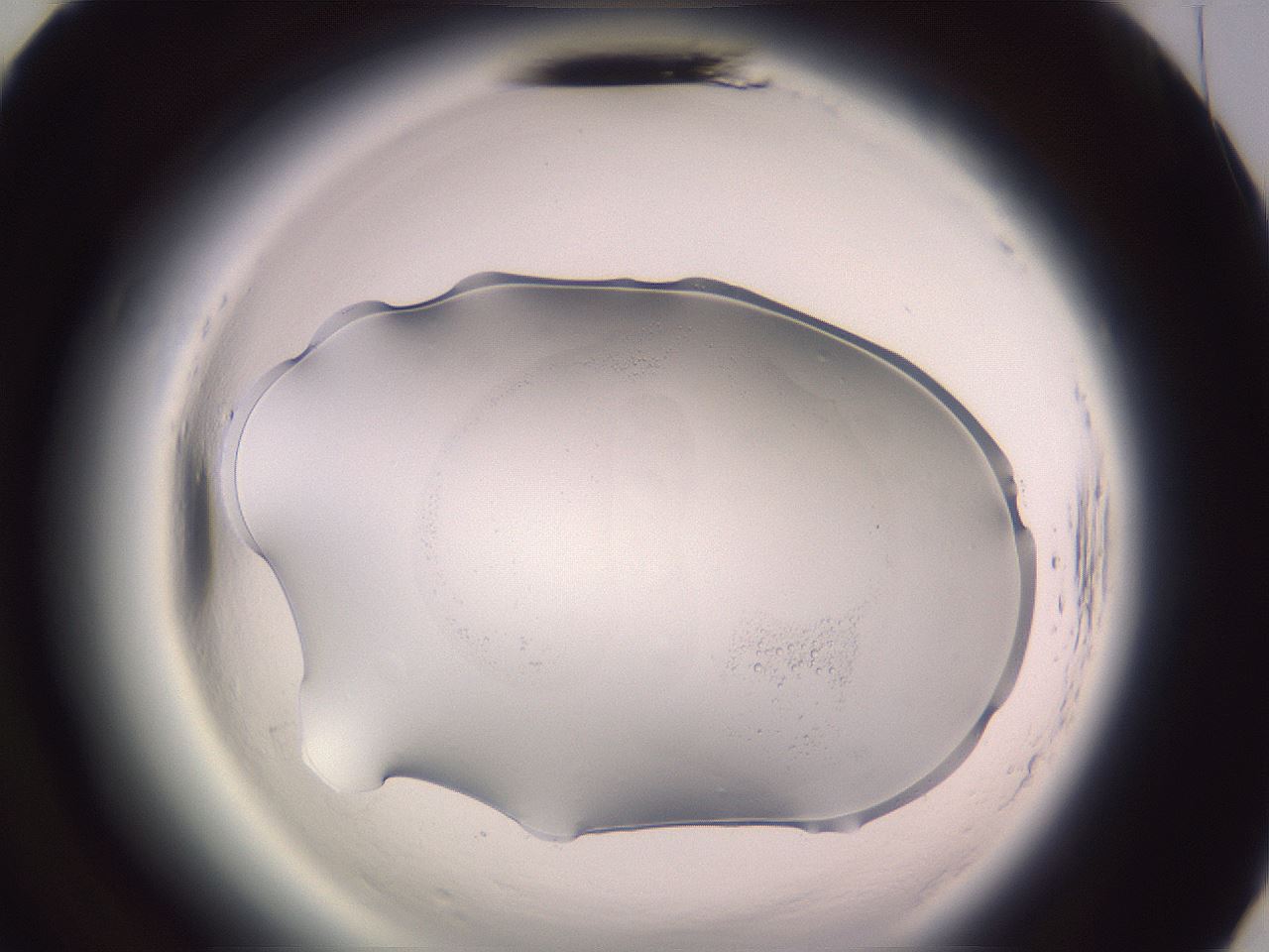 folderID602_plateID2602_batchID13166_wellNum70_profileID1_d3_r200666_ef.jpg