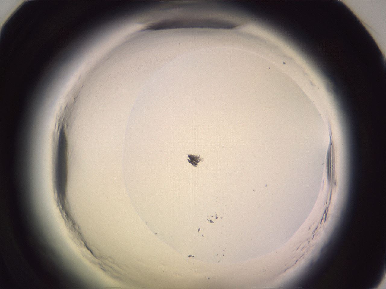 folderID602_plateID2602_batchID13166_wellNum59_profileID1_d1_r200631_ef.jpg