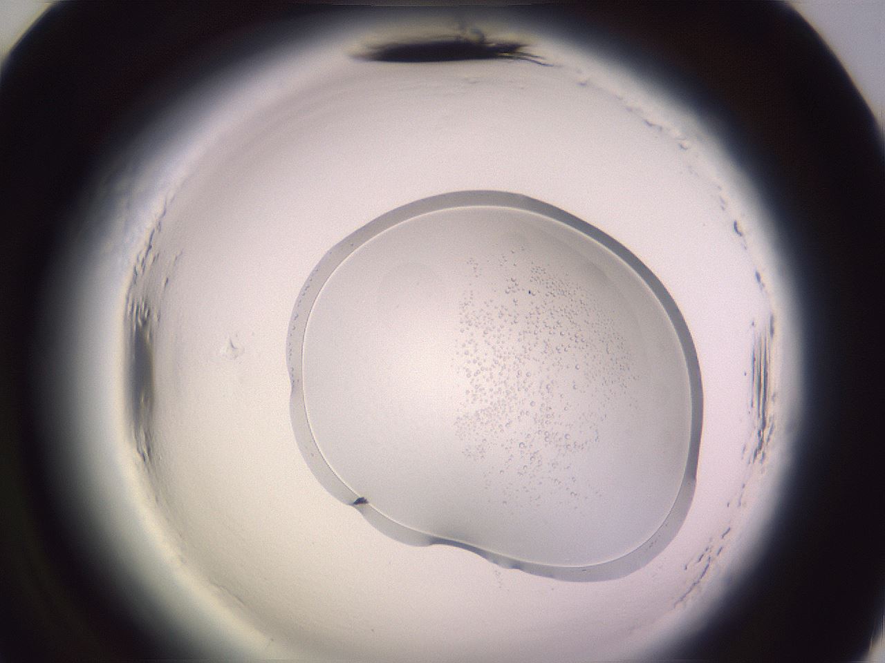 folderID602_plateID2602_batchID13166_wellNum70_profileID1_d2_r200665_ef.jpg