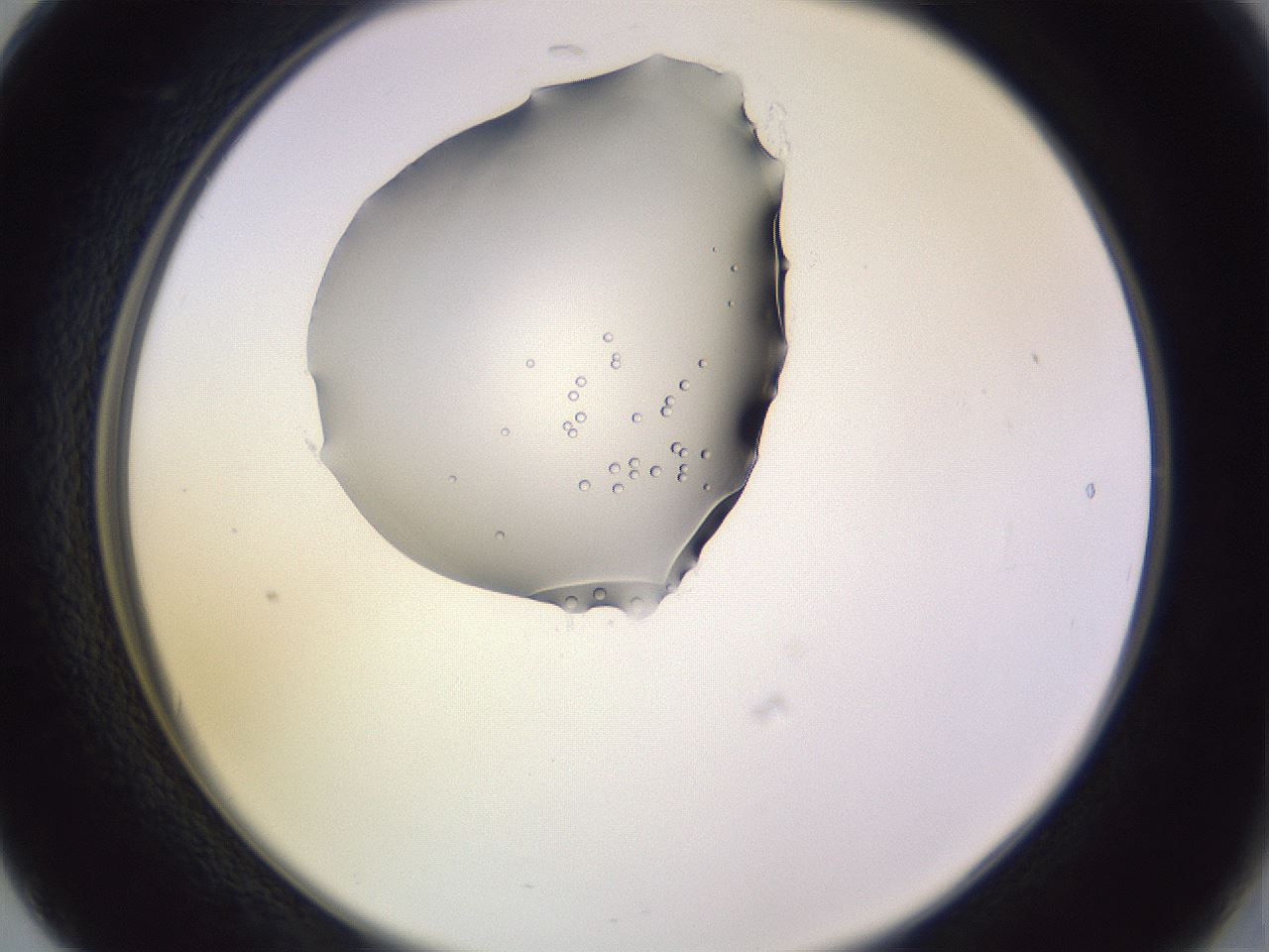 folderID603_plateID1603_batchID6730_wellNum17_profileID1_d2_r106389_ef.jpg